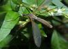 Tipula paludosa